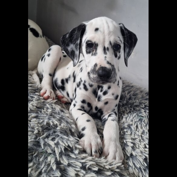 Dalmatian - Both