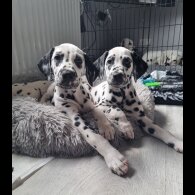 Dalmatian - Both
