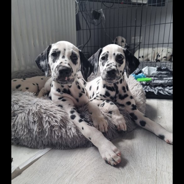 Dalmatian - Both