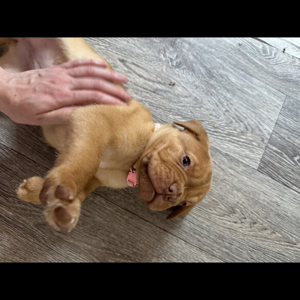 Dogue De Bordeaux - Both