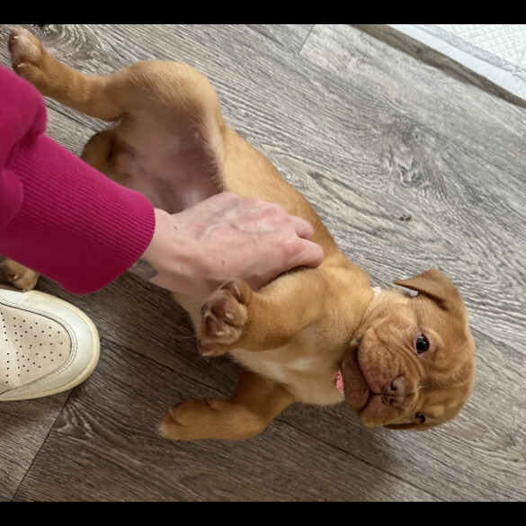 Dogue De Bordeaux - Both