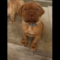 Dogue De Bordeaux - Both