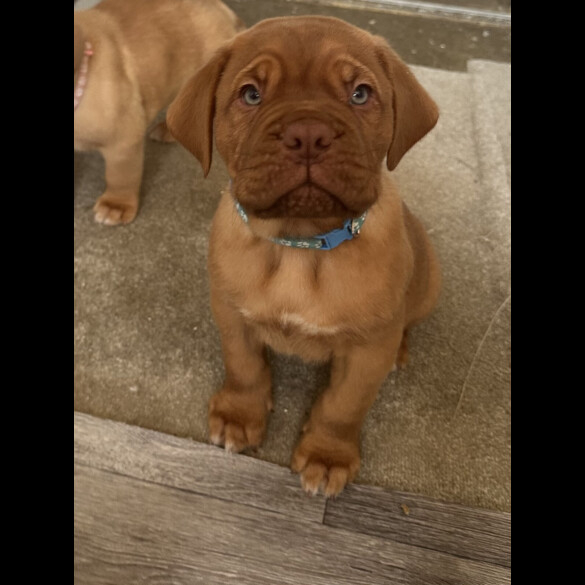 Dogue De Bordeaux - Both