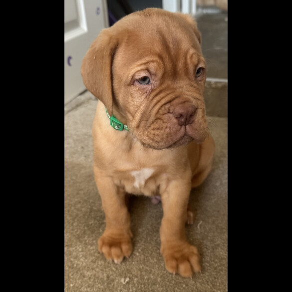 Dogue De Bordeaux - Both