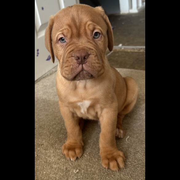 Dogue De Bordeaux - Both