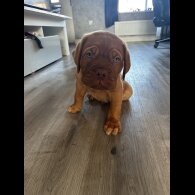 Dogue De Bordeaux - Both
