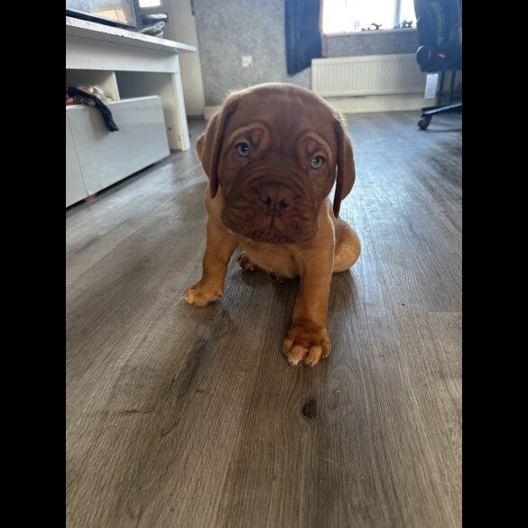 Dogue De Bordeaux - Both