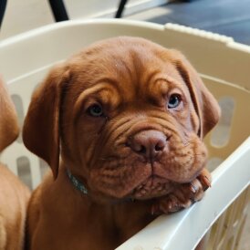 Dogue De Bordeaux - Both
