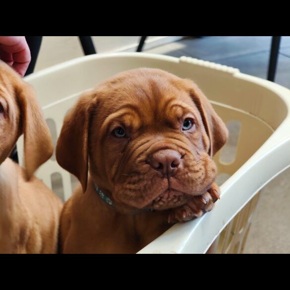 Dogue De Bordeaux - Both