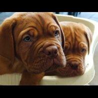 Dogue De Bordeaux - Both