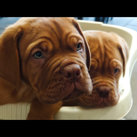 Dogue De Bordeaux - Both