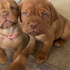 Dogue De Bordeaux - Both