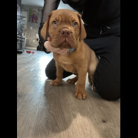 Dogue De Bordeaux - Both