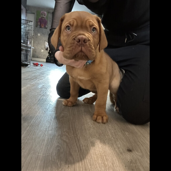 Dogue De Bordeaux - Both