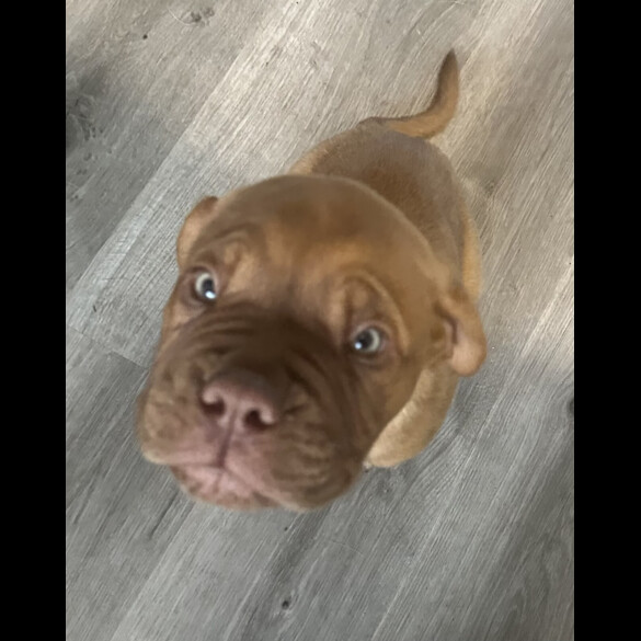 Dogue De Bordeaux - Both