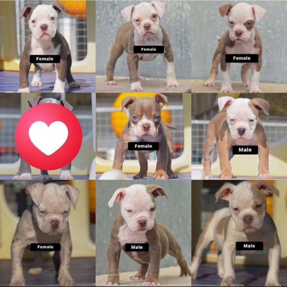 Dorset Olde Tyme Bulldogge - Both