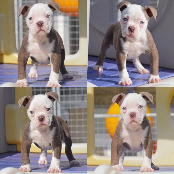 Dorset Olde Tyme Bulldogge - Both