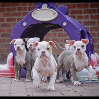Dorset Olde Tyme Bulldogge - Both