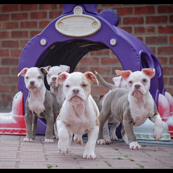 Dorset Olde Tyme Bulldogge - Both