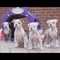Dorset Olde Tyme Bulldogge - Both