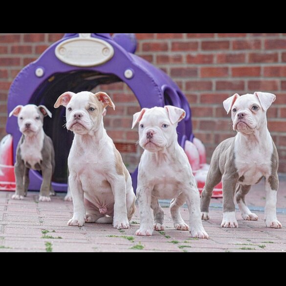 Dorset Olde Tyme Bulldogge - Both