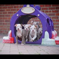 Dorset Olde Tyme Bulldogge - Both