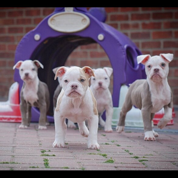 Dorset Olde Tyme Bulldogge - Both