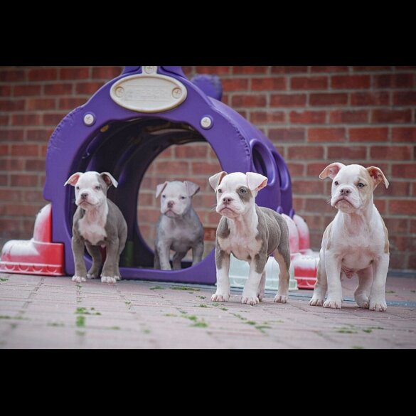 Dorset Olde Tyme Bulldogge - Both