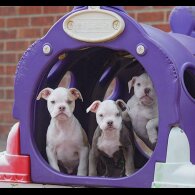 Dorset Olde Tyme Bulldogge - Both