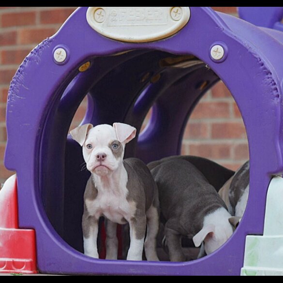 Dorset Olde Tyme Bulldogge - Both