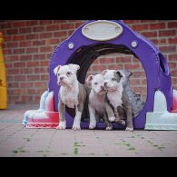 Dorset Olde Tyme Bulldogge - Both