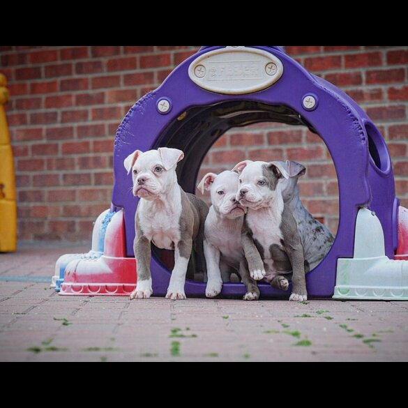 Dorset Olde Tyme Bulldogge - Both