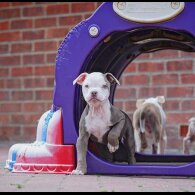 Dorset Olde Tyme Bulldogge - Both