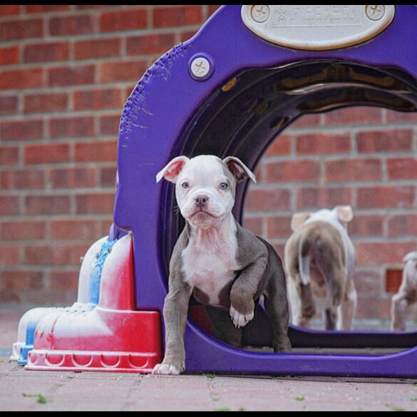 Dorset Olde Tyme Bulldogge - Both