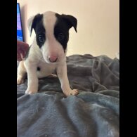 Australian Kelpie - Both