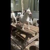 Australian Kelpie - Both