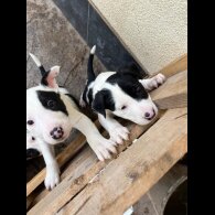 Australian Kelpie - Both