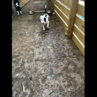 Australian Kelpie - Both