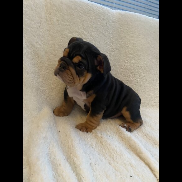 English Bulldog - Both
