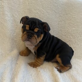 English Bulldog - Both