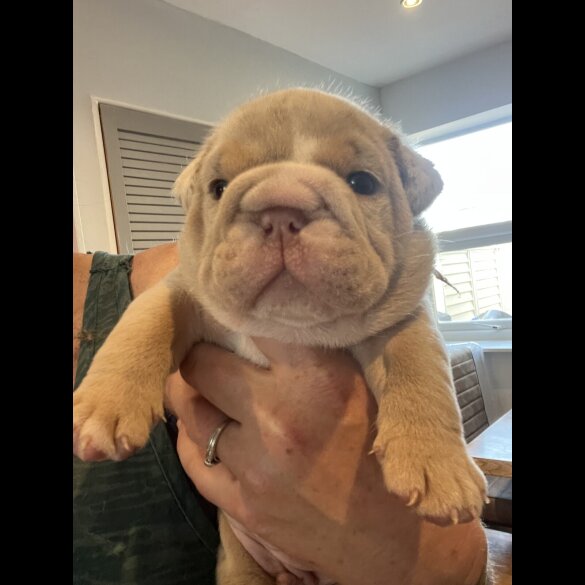 English Bulldog - Both