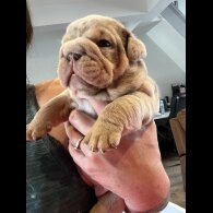 English Bulldog - Both