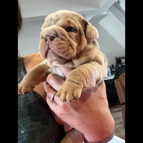 English Bulldog - Both
