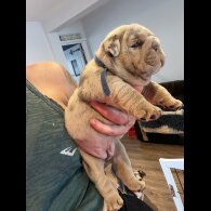 English Bulldog - Both