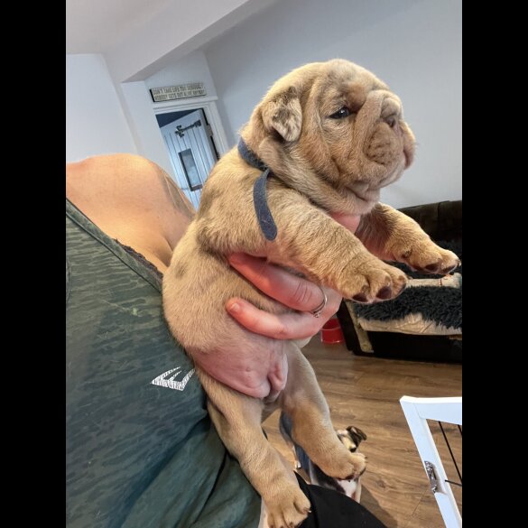 English Bulldog - Both