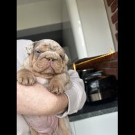 English Bulldog - Both