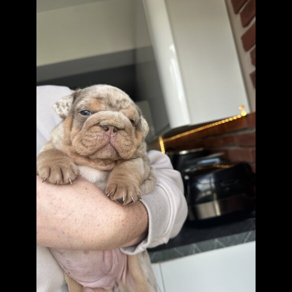English Bulldog - Both