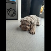 English Bulldog - Both