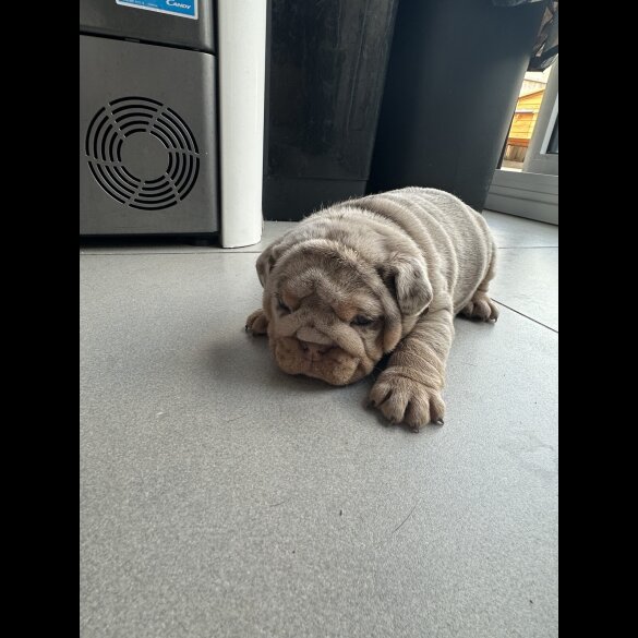 English Bulldog - Both