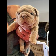 English Bulldog - Both